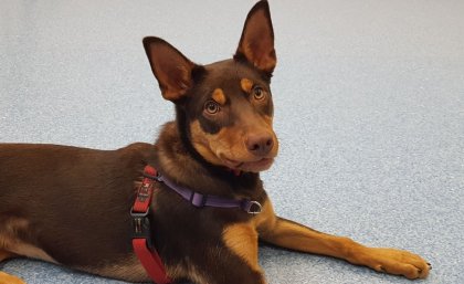 Molly the Kelpie.